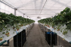 イチゴ栽培状況